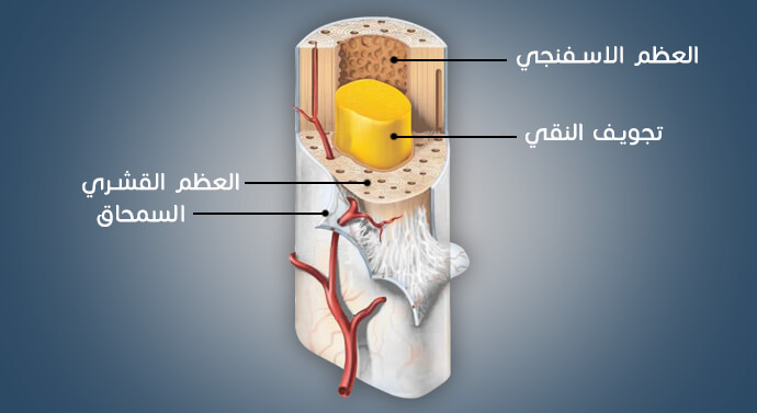 صورة مكونات العظام