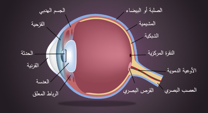 صورة تشريح أجزاء العين