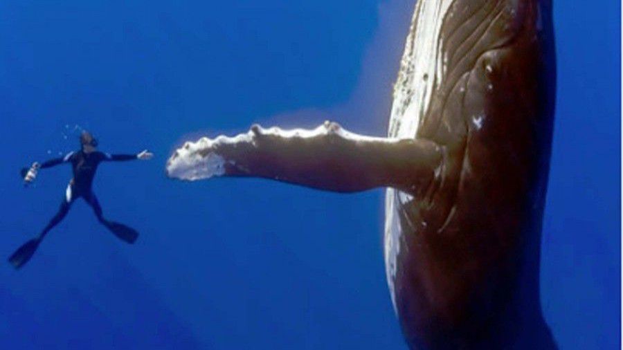 صورة الحوت الأحدب يشكر منقذيه