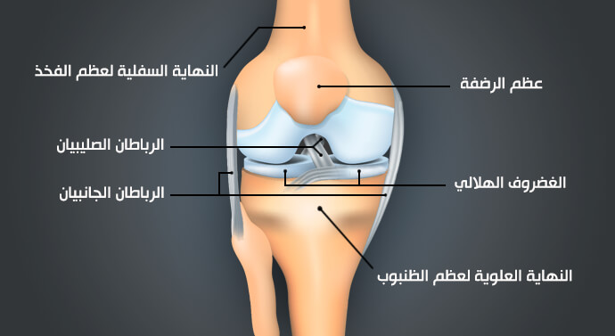 صورة تشريح مفصل الركبة