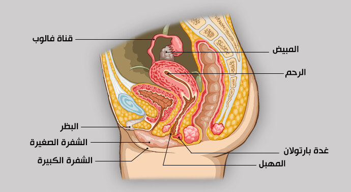 صورة تشريح الجهاز التناسلي عند الأنثى