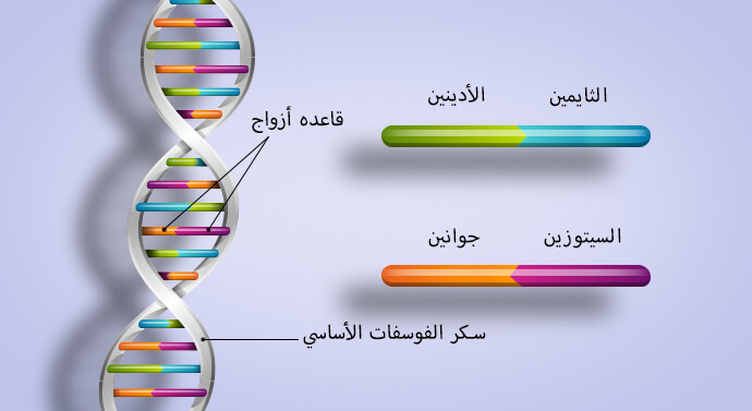 صورة الحمض النووي DNA