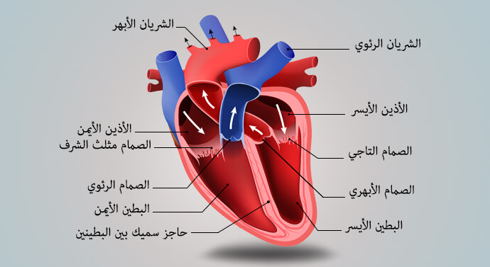 صورة تشريح القلب