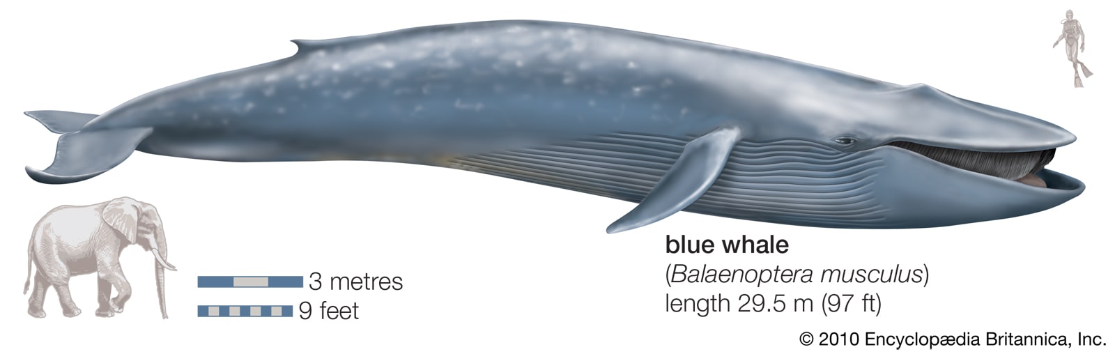 صورة مقارنة الحوت الأزرق